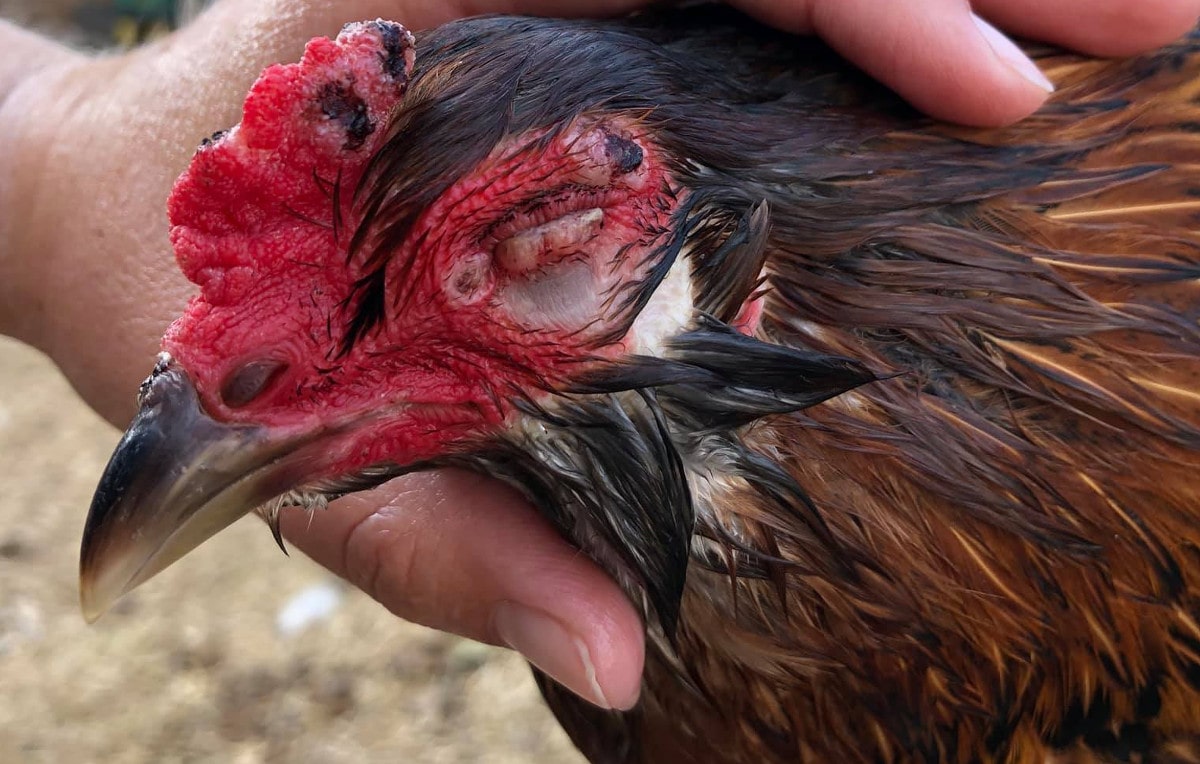 Infectious Coryza in chickens. And what to do about it.