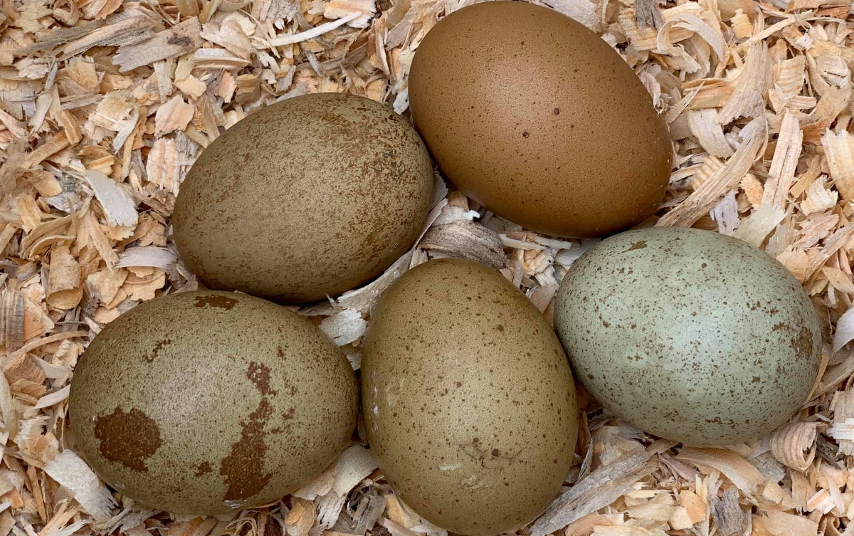 Complete guide to Olive Egger chickens and how to breed them. With FAQ's - Cluckin