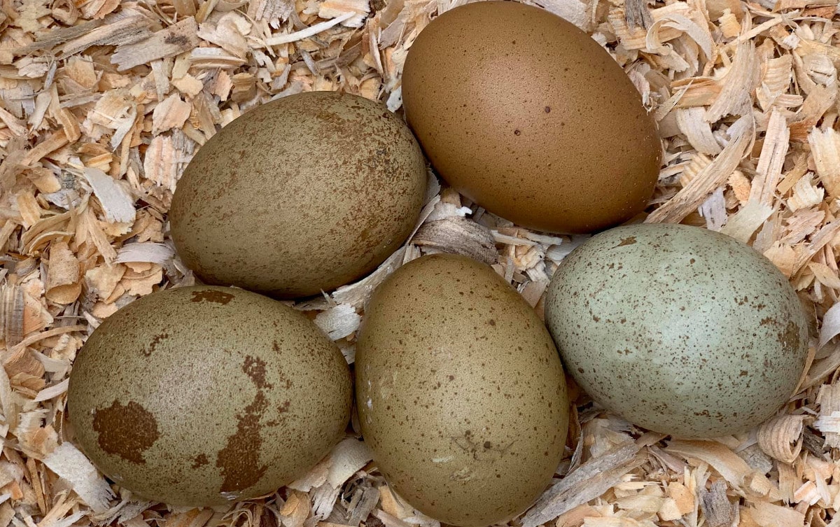 Lavender Brahma Egg  High Valley Hatchery