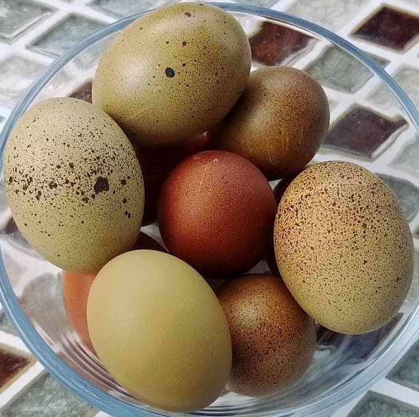 Complete guide to Olive Egger chickens and how to breed them. With FAQ