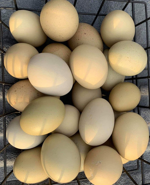 Complete guide to Olive Egger chickens and how to breed them. With FAQ