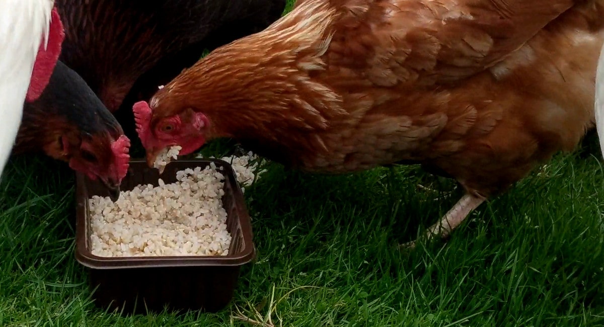 My egg flock eating cooked rice