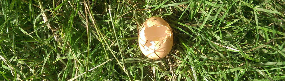 An egg having been eaten by a chicken.