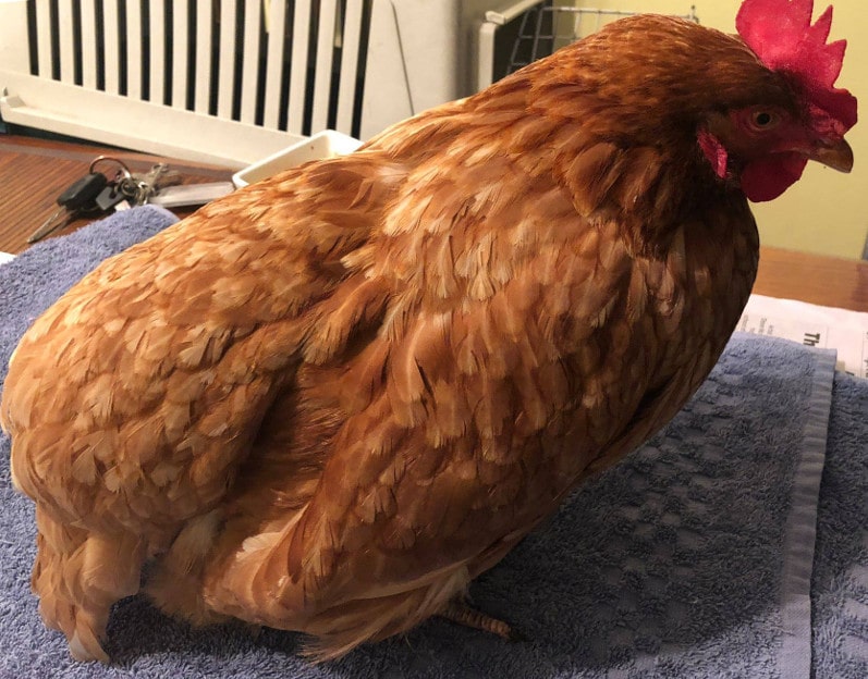 a chicken with the classic posture of egg yolk peritonitis
