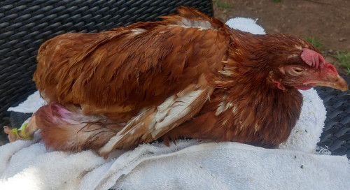 The Brahma chicken. All about the gentle giant.