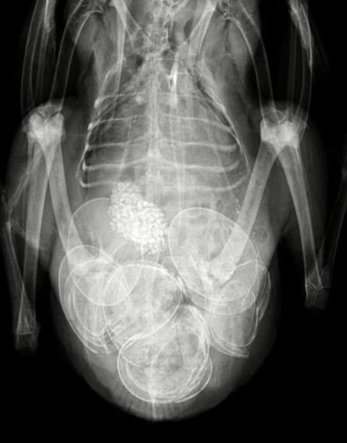 Egg yolk peritonitis. The causes, symptoms and treatment of EYP. Cluckin