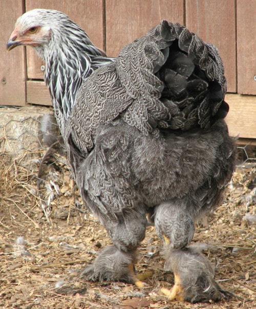 The Brahma chicken. All about the gentle giant. - Cluckin