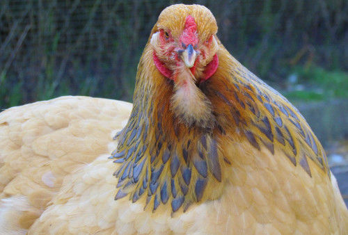 The Brahma chicken. All about the gentle giant. - Cluckin