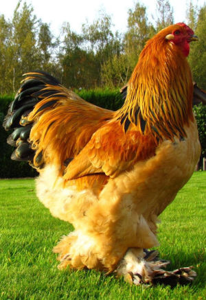 The Brahma chicken. All about the gentle giant. - Cluckin