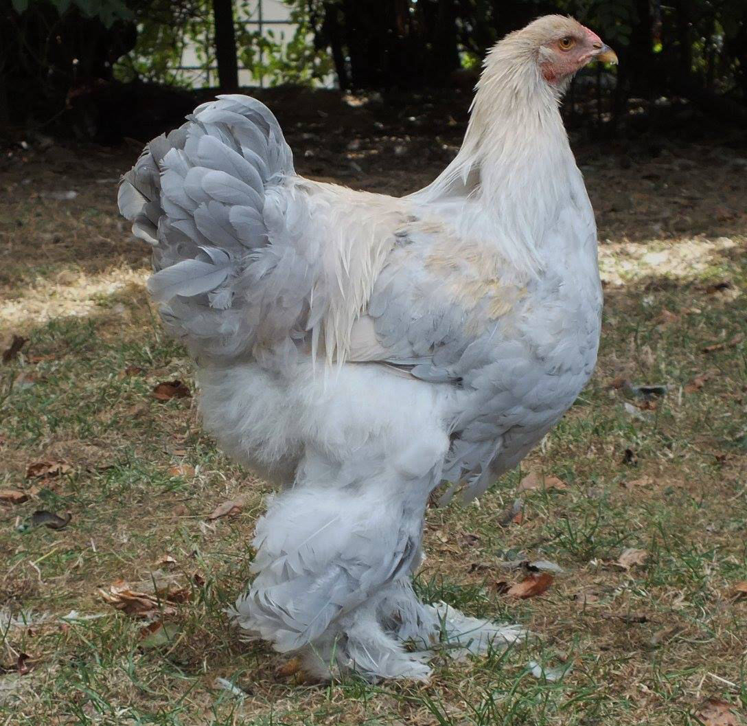 The Brahma chicken. All about the gentle giant. Cluckin