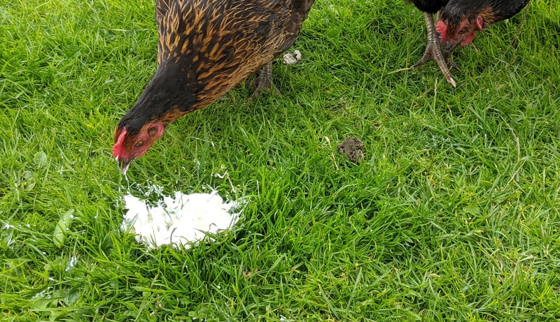 My chickens eating yoghurt
