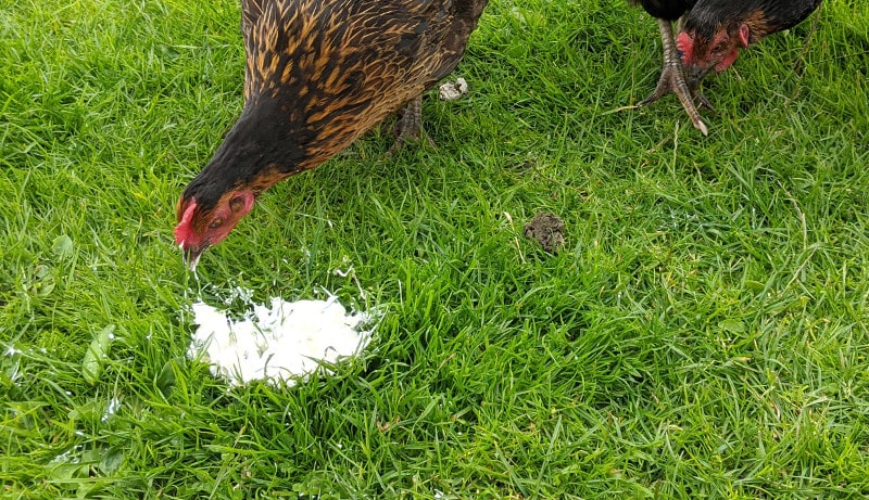 The Brahma chicken. All about the gentle giant.