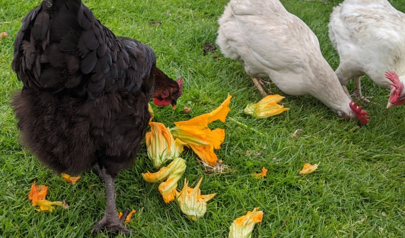 Some of my flock eating flowers