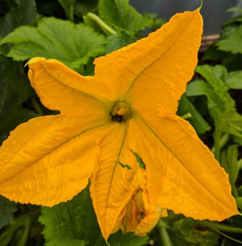 Can chickens eat flowers and which ones are to be avoided. Cluckin