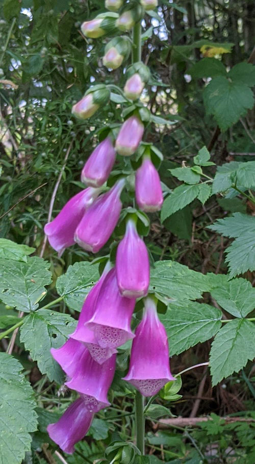Can chickens eat flowers and which ones are to be avoided. Cluckin