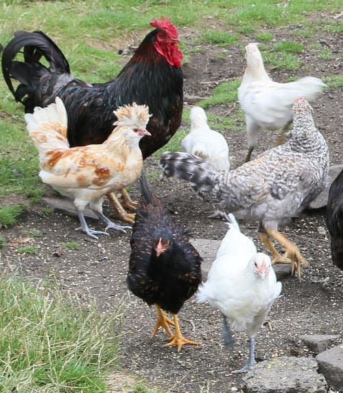 Polish chicken breed profile. - Cluckin