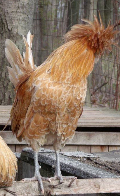 Polish chicken breed profile. - Cluckin