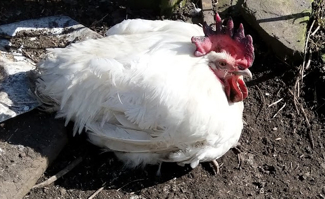 A chicken suffering with Newcastle disease.