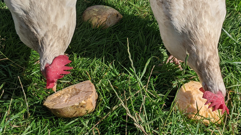 2 of my flock pecking away at rutabaga or swedes