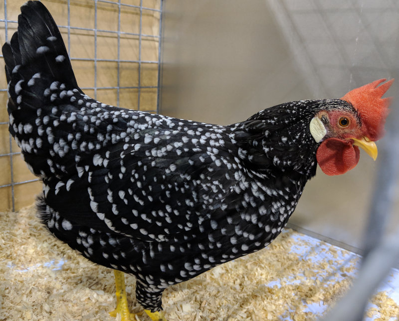 An Ancona hen in a cage at a poultry show