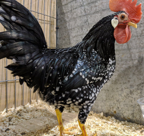 Ancona chicken breed profile. - Cluckin