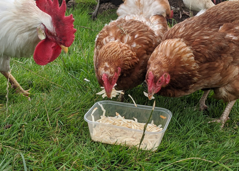 my chickens eating grated parsnip