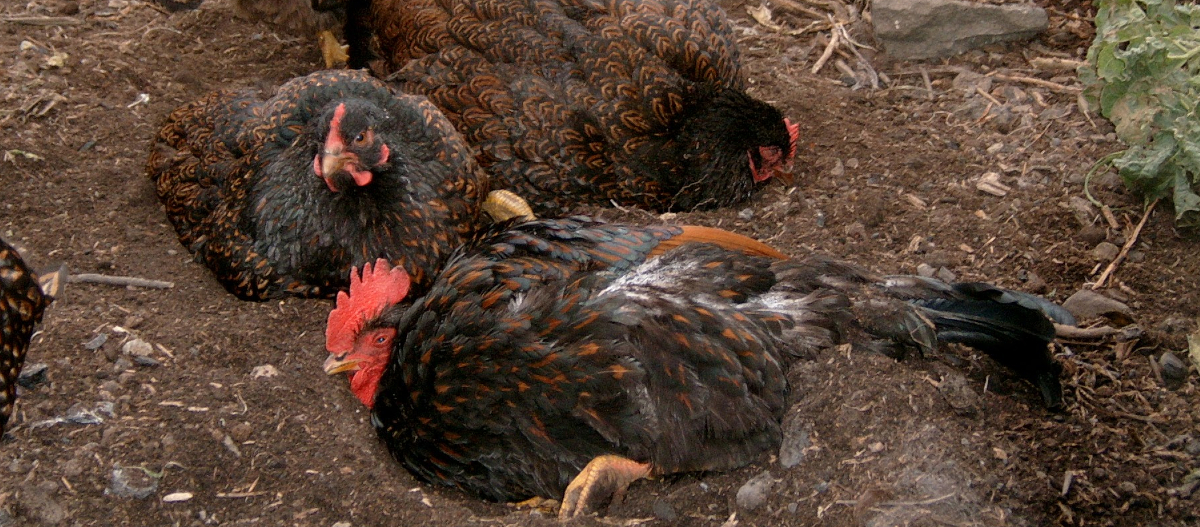 My chickens in a dust bath that has been treated with Diatomaceous earth