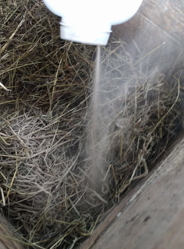 Diatomaceous earth and how to use it for chickens Cluckin