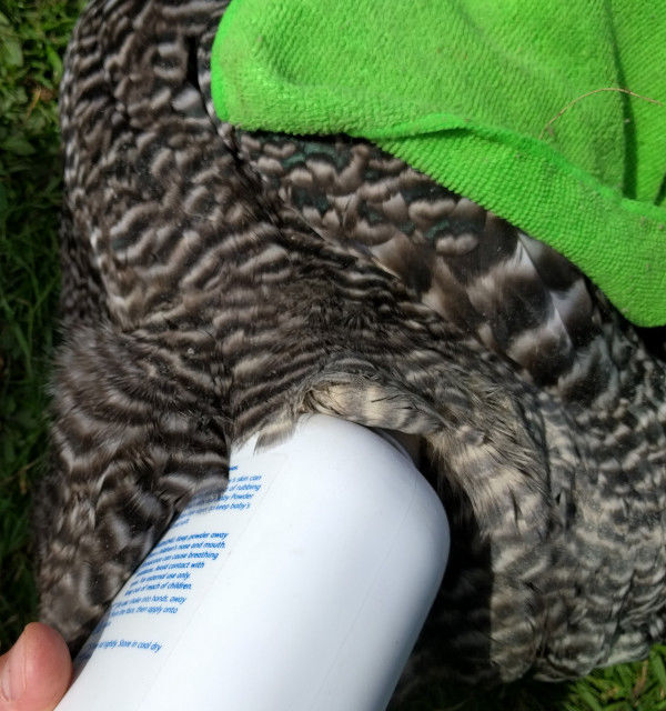 Diatomaceous earth and how to use it for chickens Cluckin