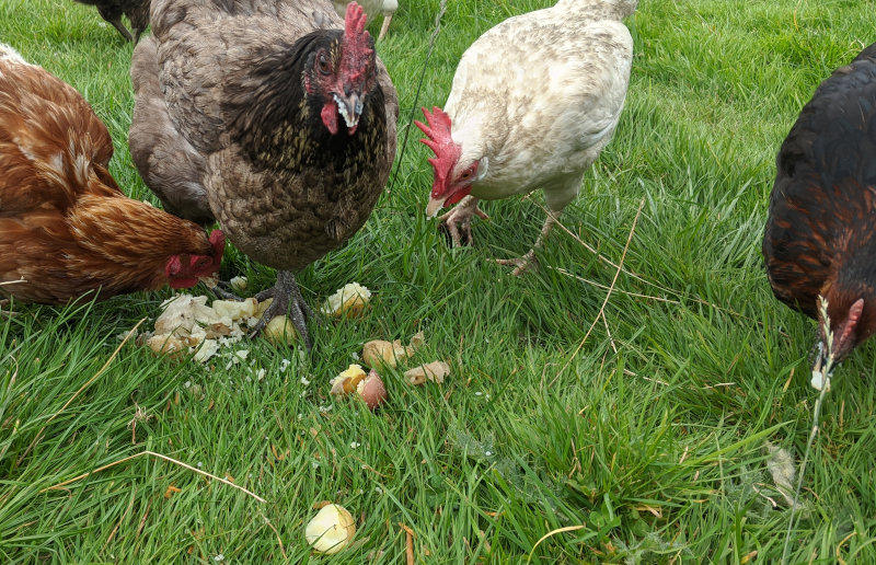My flock of chickens eating their way through some potatoes