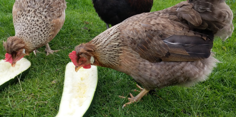 two of my cream crested legbars eating courgette