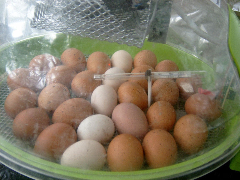 Selecting Fertile Eggs For Incubation Cluckin 