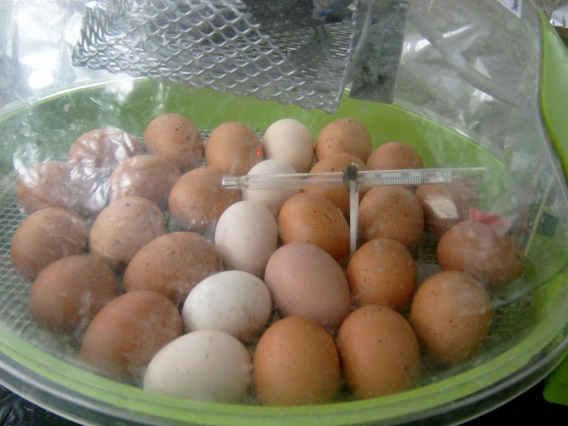 Selecting fertile eggs for incubation
