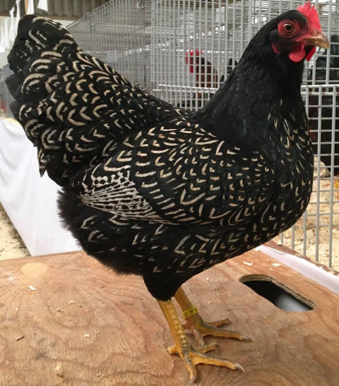 Barnevelder chickens - Cluckin