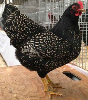 A silver double laced barnevelder at a poultry show