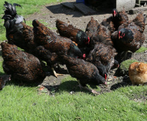 Barnevelder chickens - Cluckin