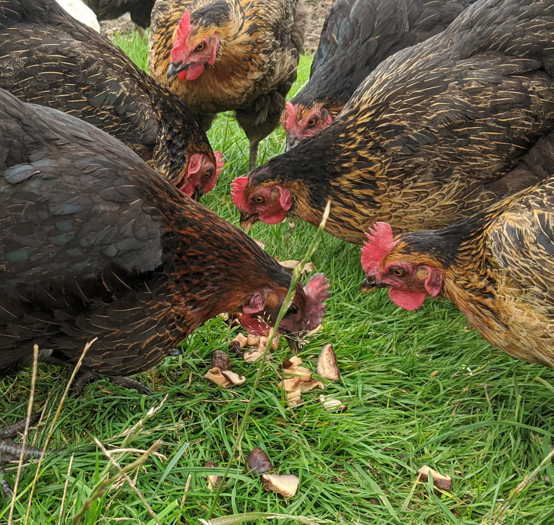 Can chickens eat mushrooms, toadstools and funghi - Cluckin