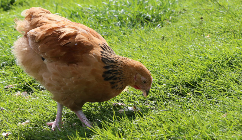 A 12 week old grower free ranging on grass