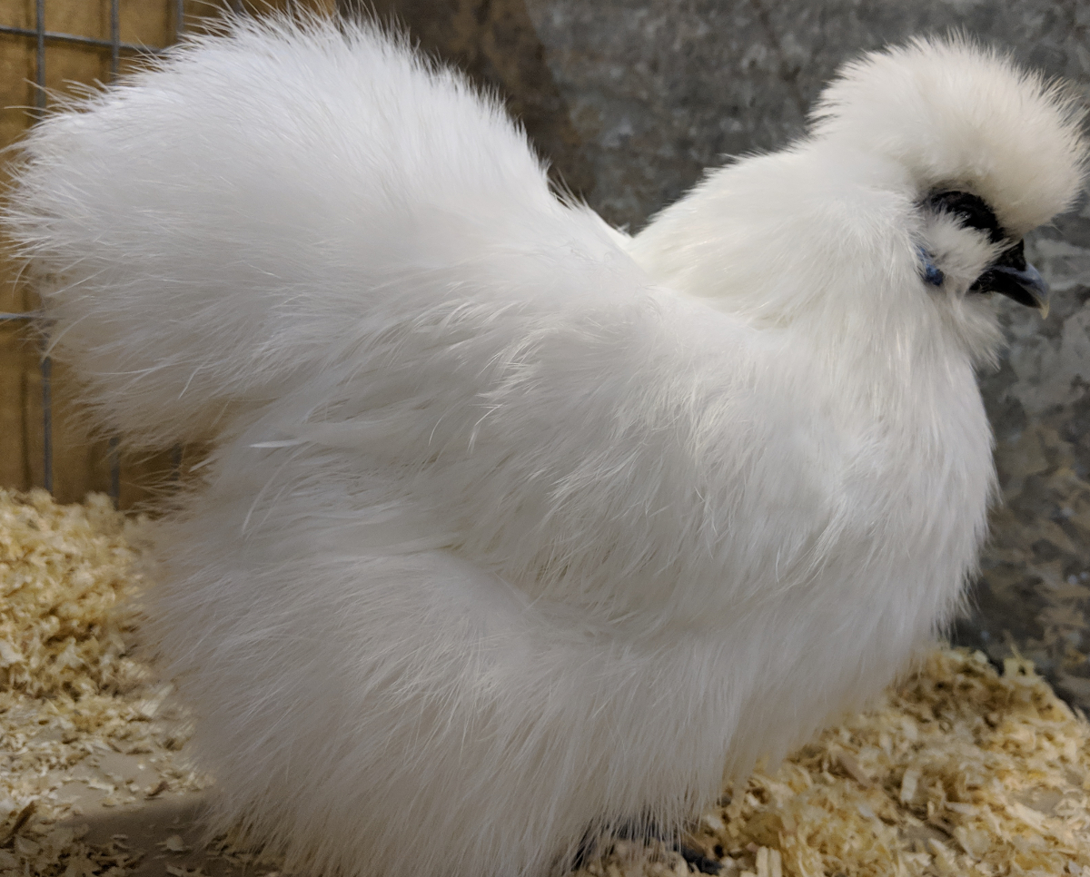 A winning silkie chicken at a poultry show.