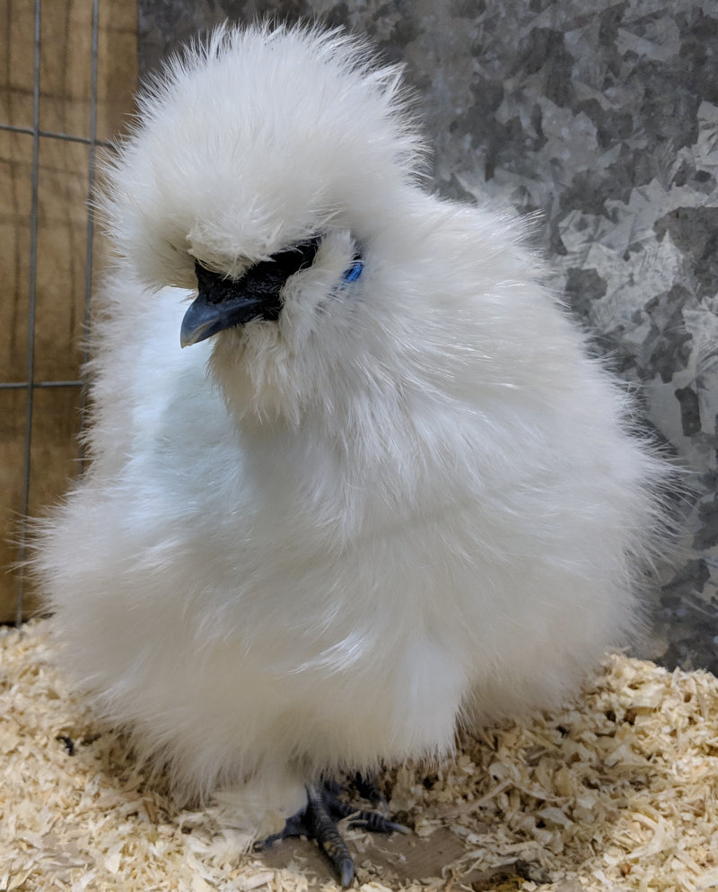 A winning silkie chicken at a poultry show