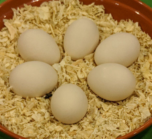 color silkie chicken eggs