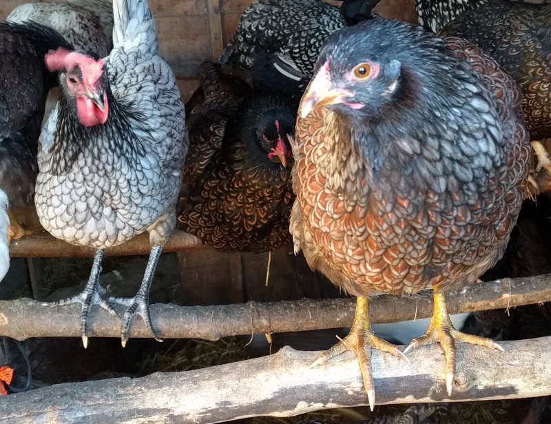 My chickens roosting in the coop at night