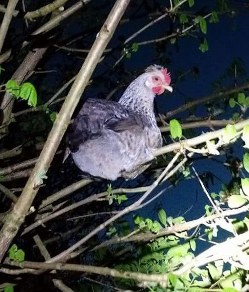 Why chickens stop going into the coop at night and what to do about it