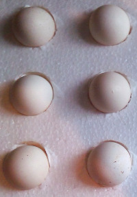 eggs from the nankin true bantam