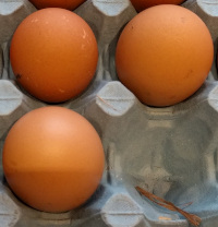 eggs from the new hampshire red chicken.