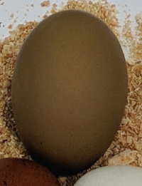 An
                  olive egg
