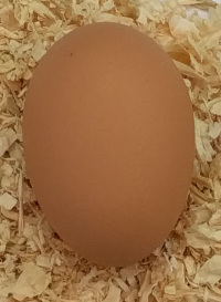 an
                  egg from an orpington chicken