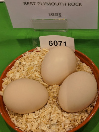 Winning eggs plymouth rock