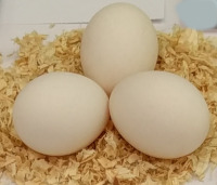 yokohama eggs at a poultry show