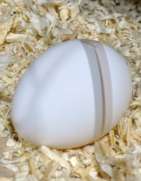 a single rosecomb bantam egg